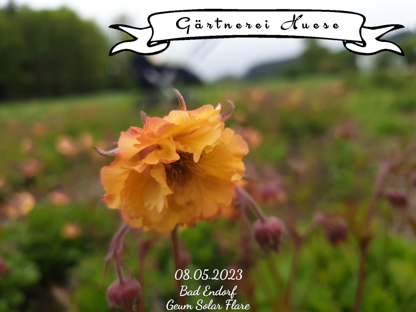 Geum "Solar Flare"