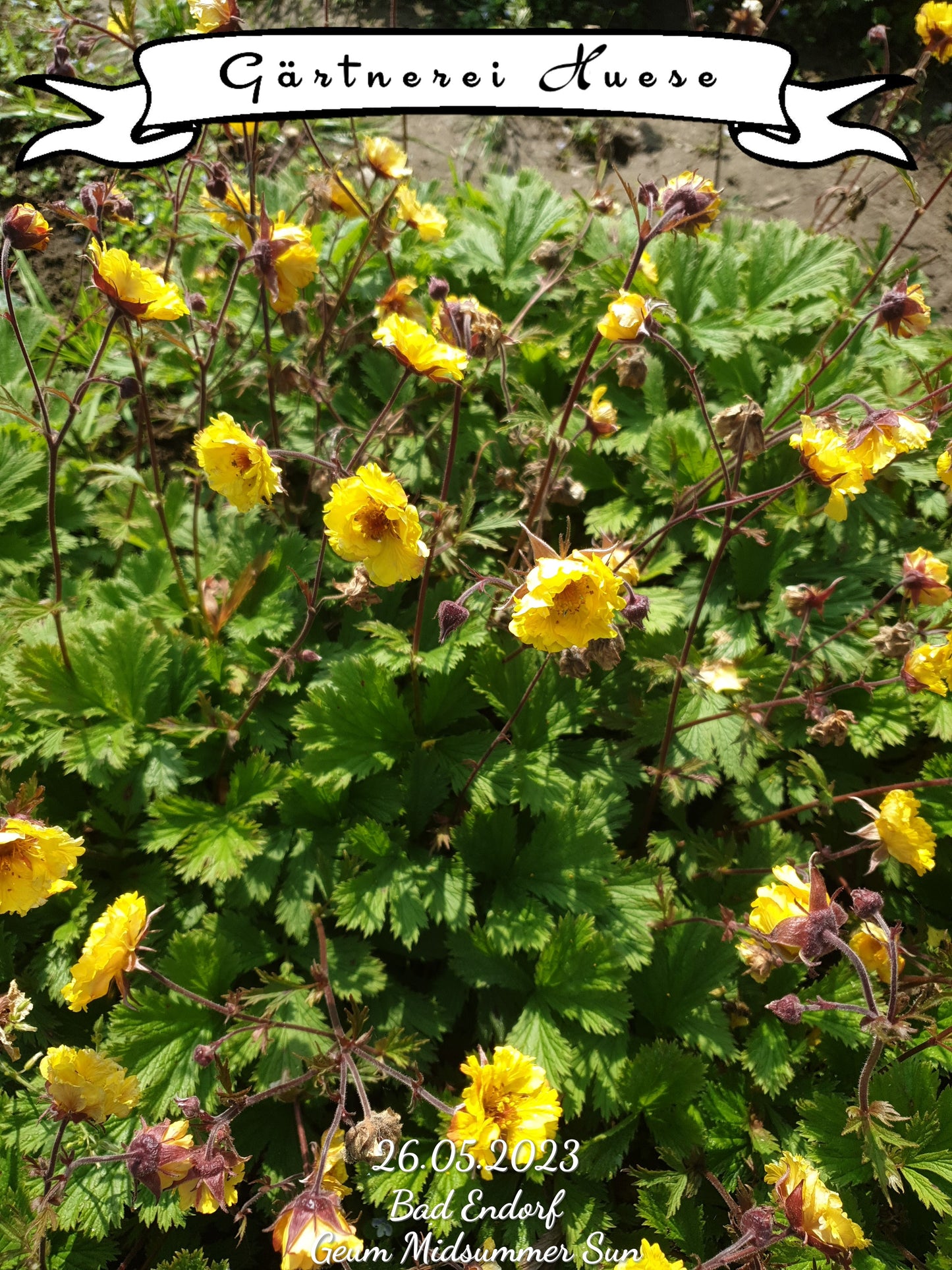 Geum "Midsummer Sun"