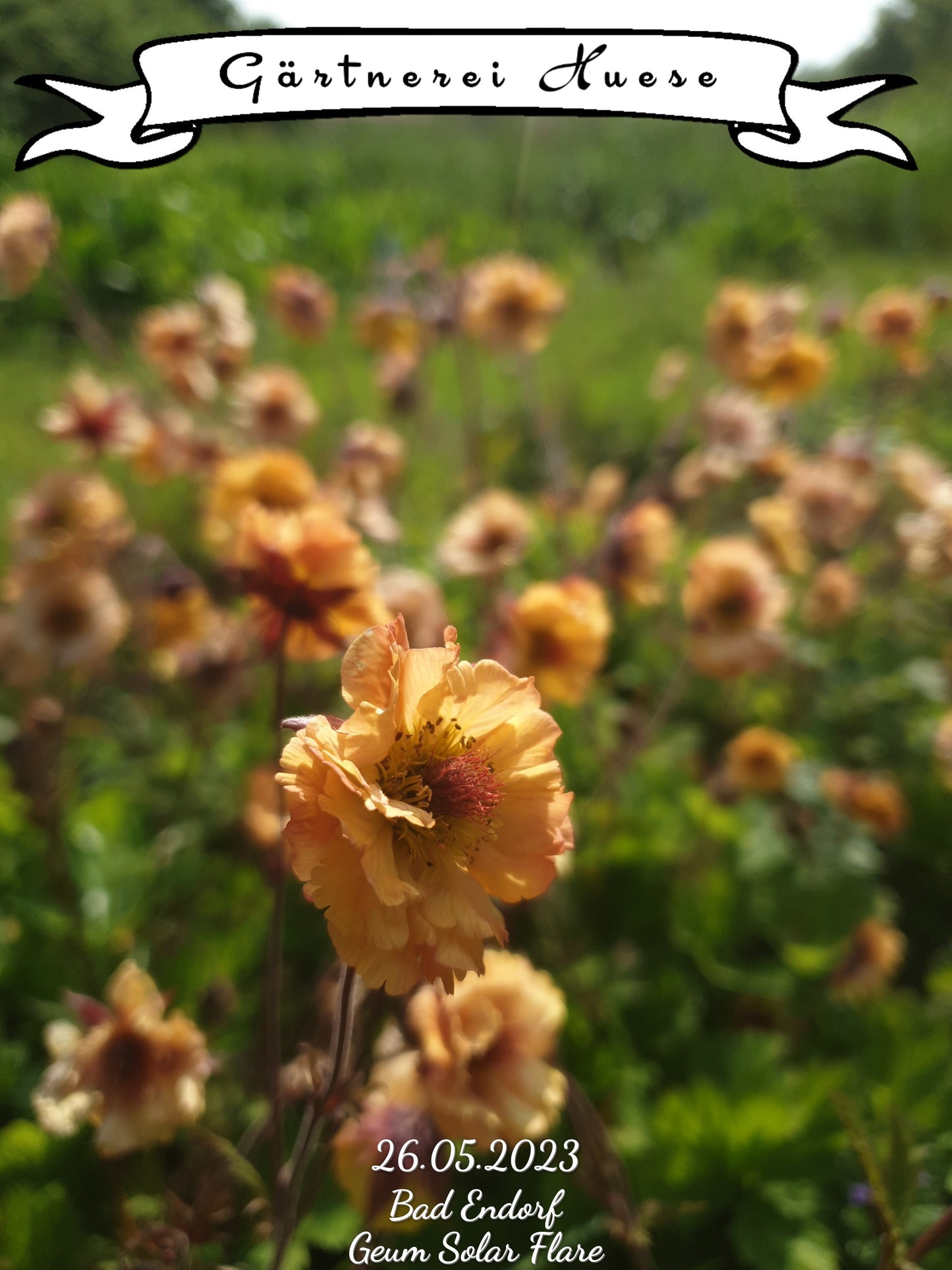 Geum "Solar Flare"