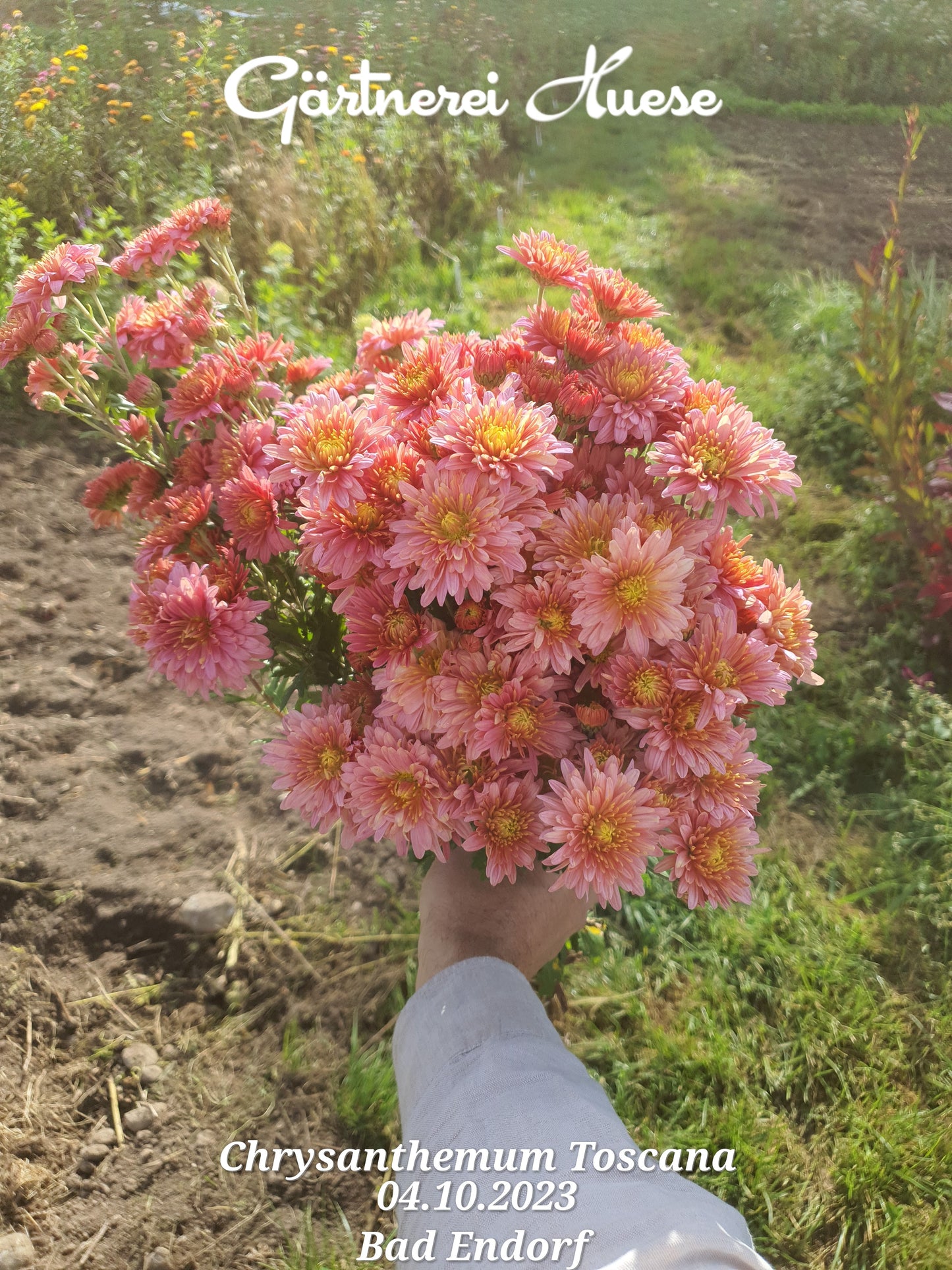 Chrysanthemum Toscana