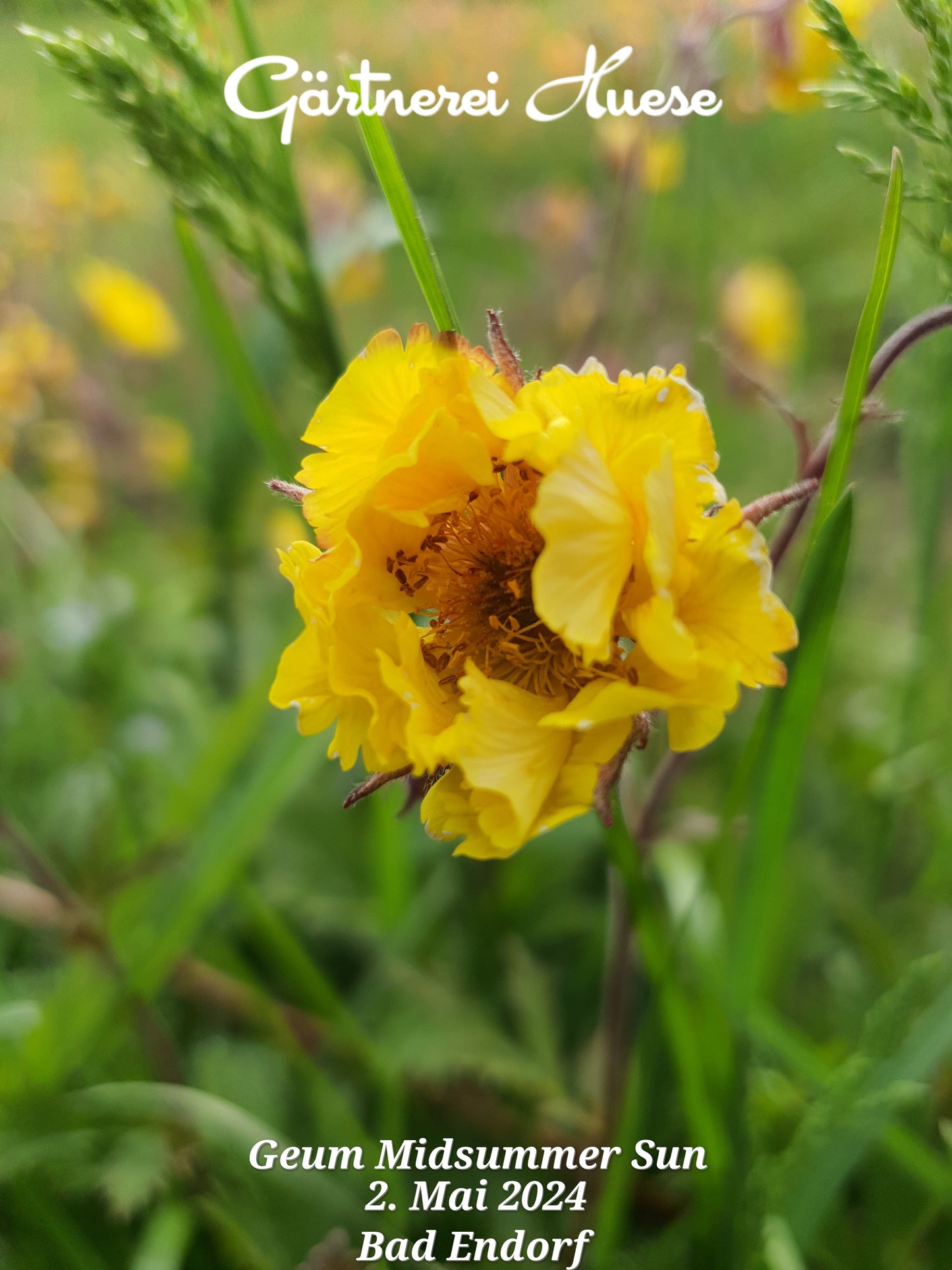 Geum "Midsummer Sun"