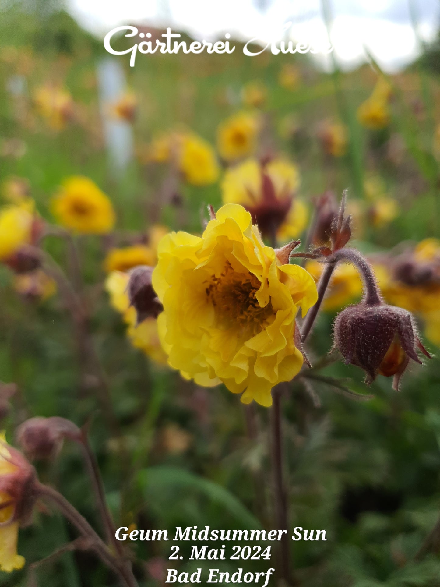 Geum "Midsummer Sun"