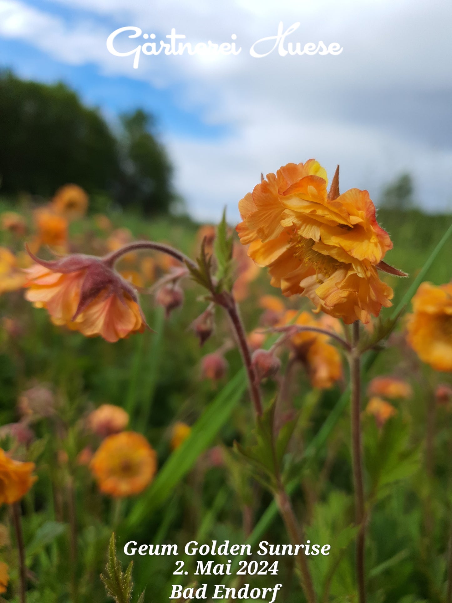 Geum "Golden Sunrise"