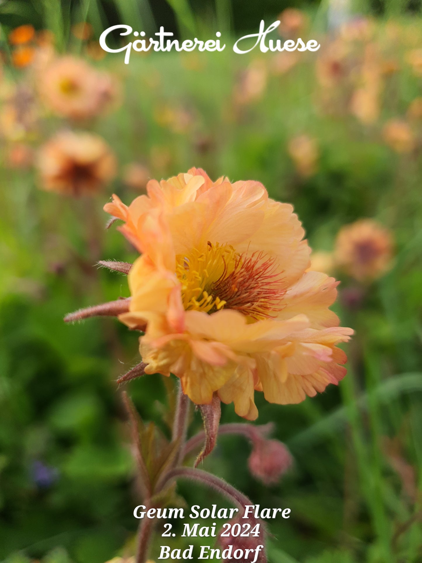 Geum "Solar Flare"