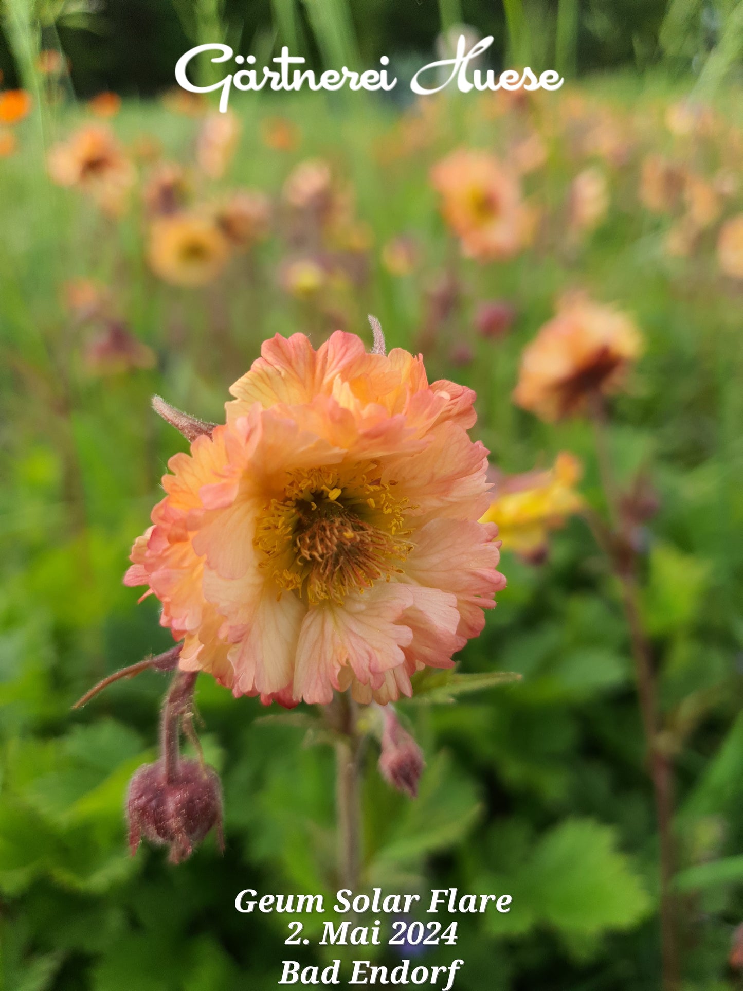 Geum "Solar Flare"