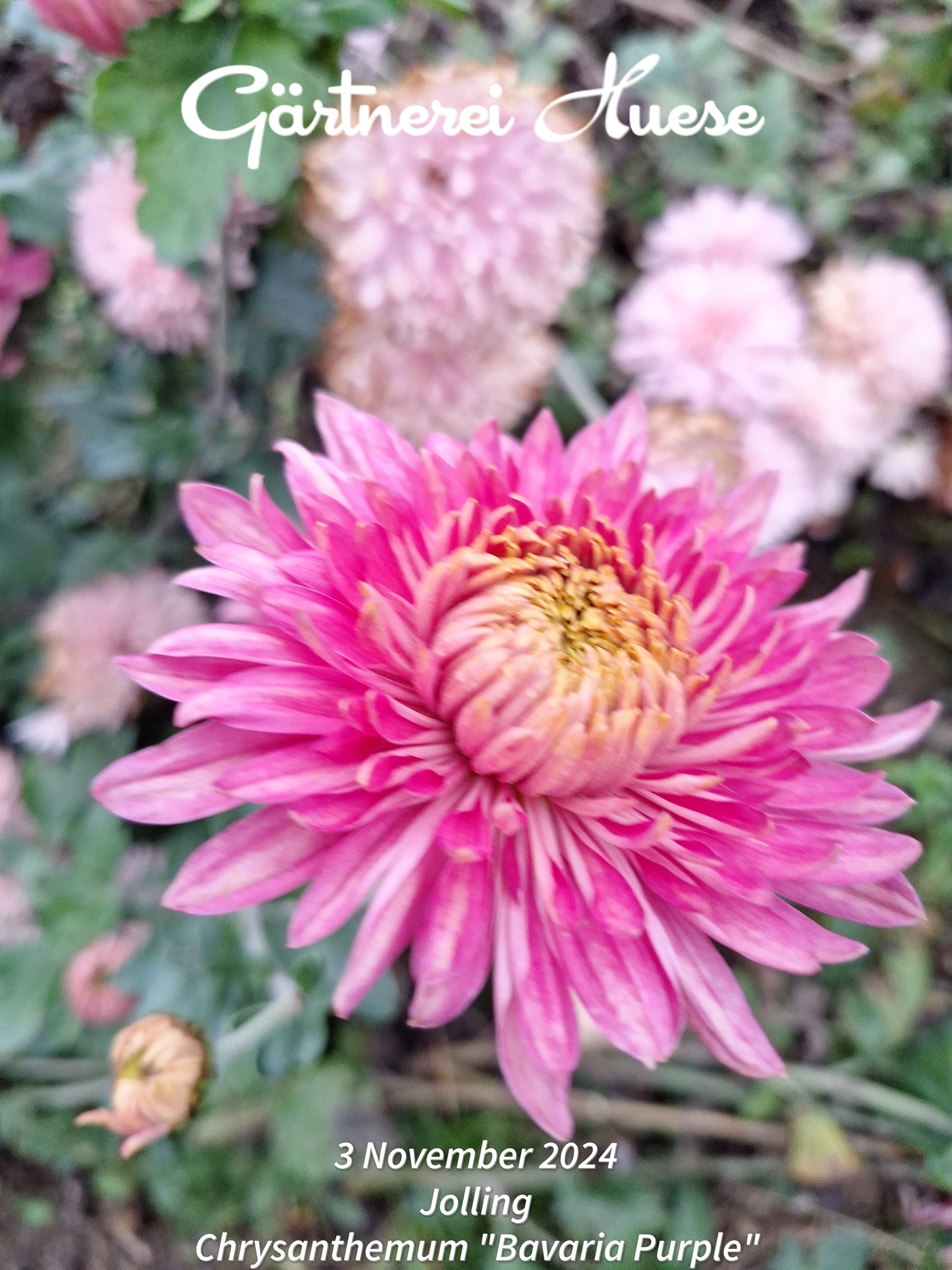 Chrysanthemum "Bavaria Purple"