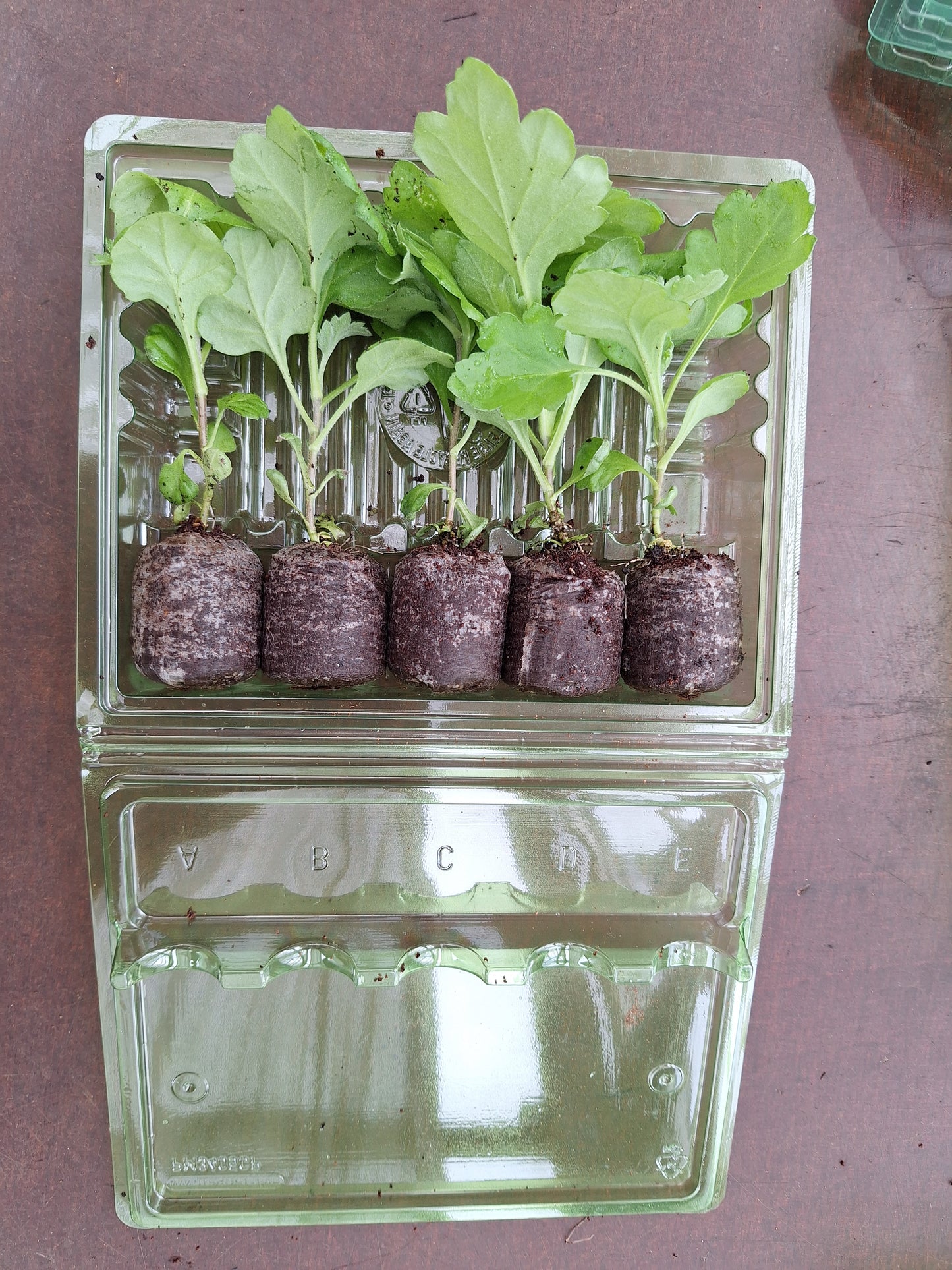 Chrysanthemum "Blenheim Purple" 5 Stecklinge BIO