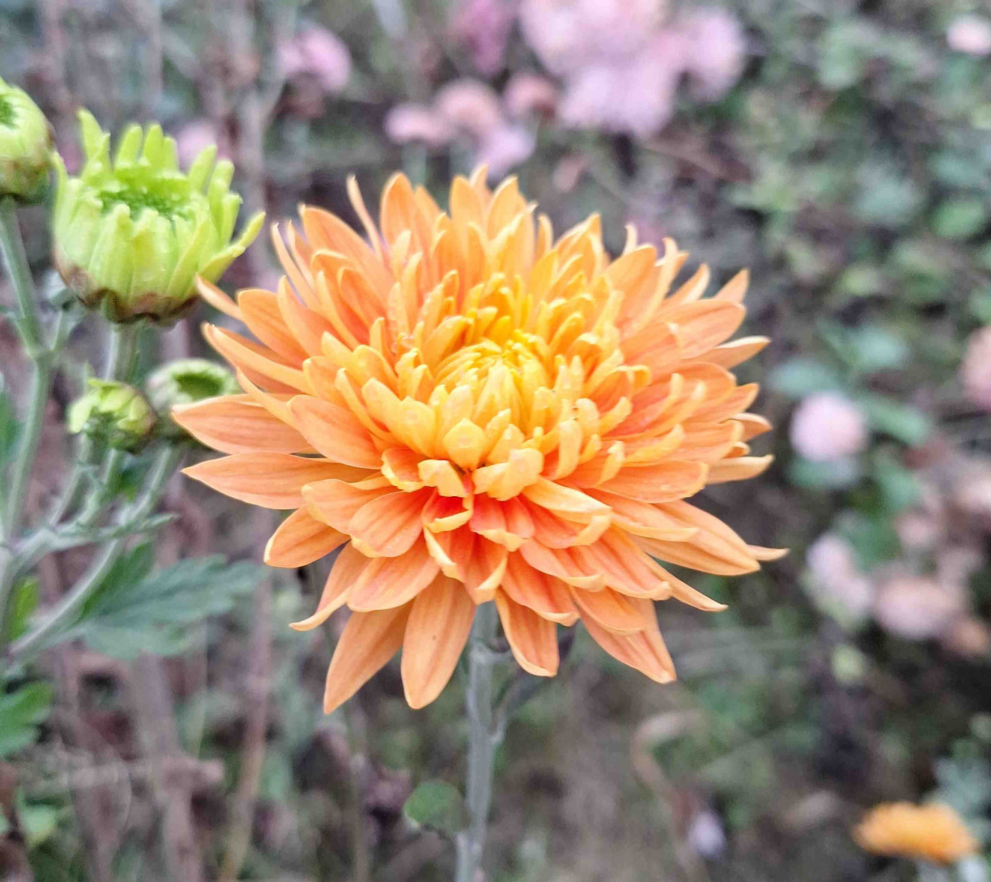 Chrysanthemum "Aldora Orange"