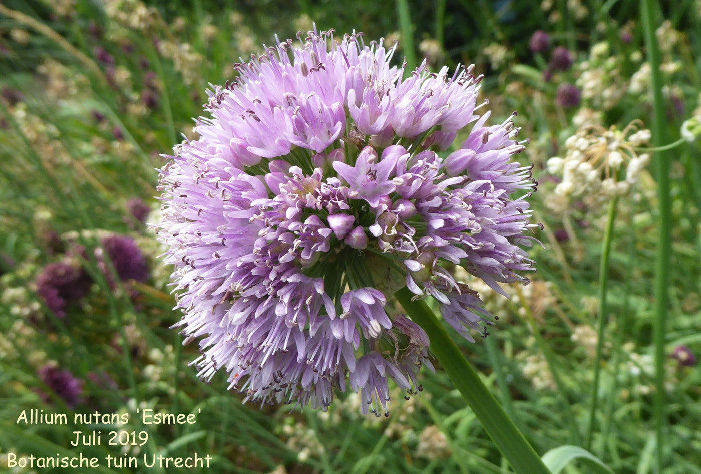 Allium nutans "Esmee"