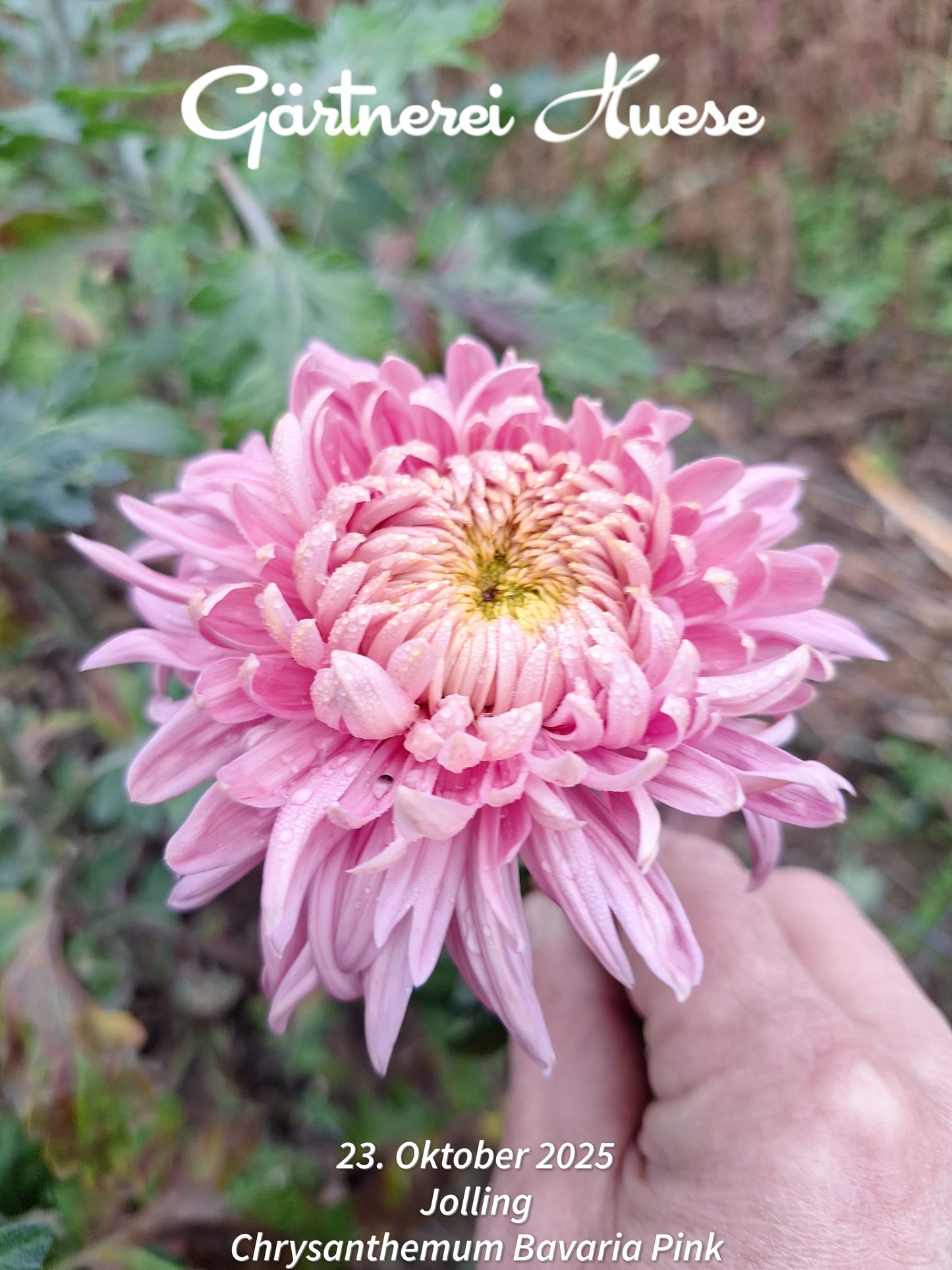 Überraschungs-paket SPÄT - 5 Chrysanthemen-stecklinge BIO