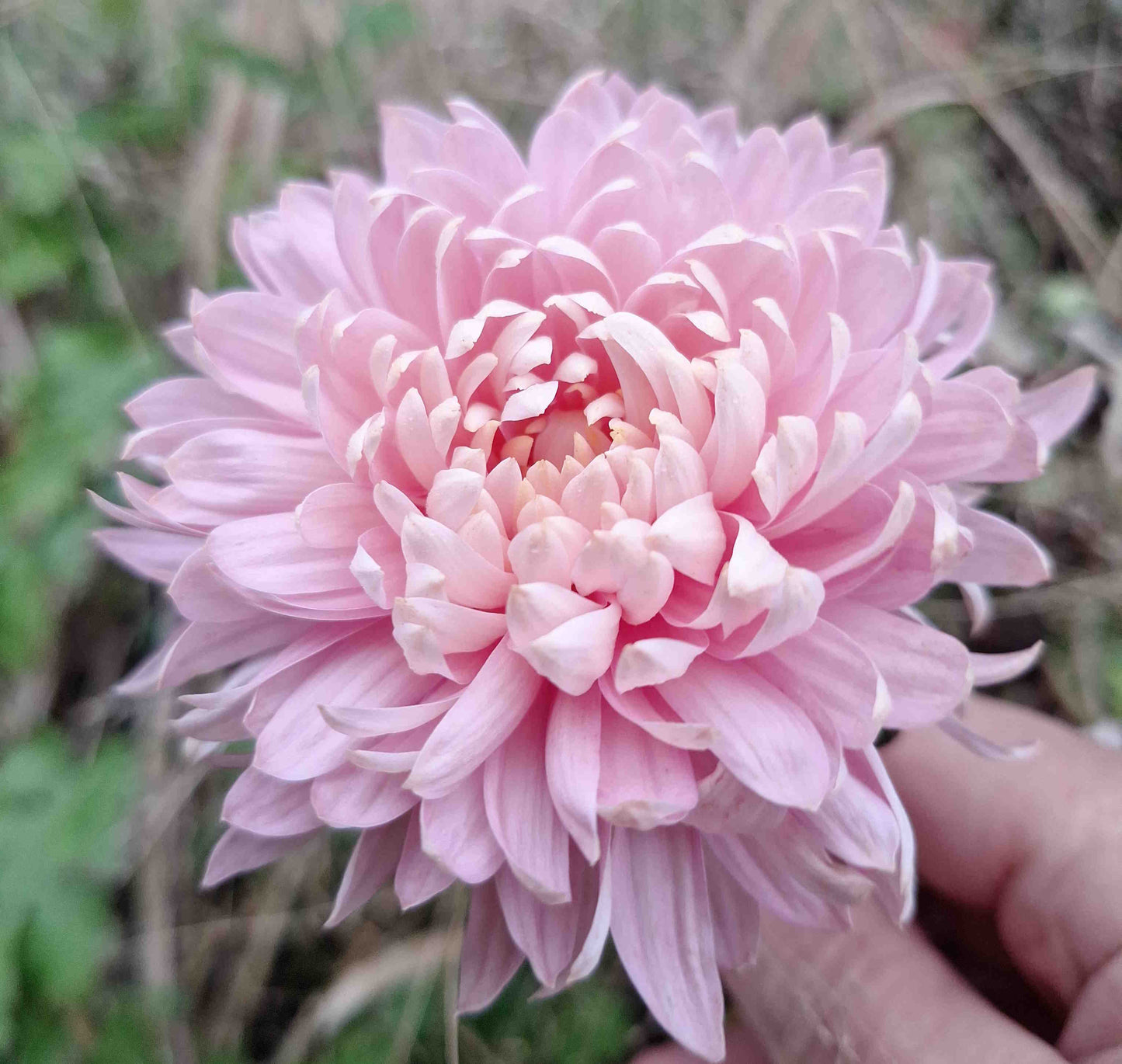 Chrysanthemum "Brighton Pink"