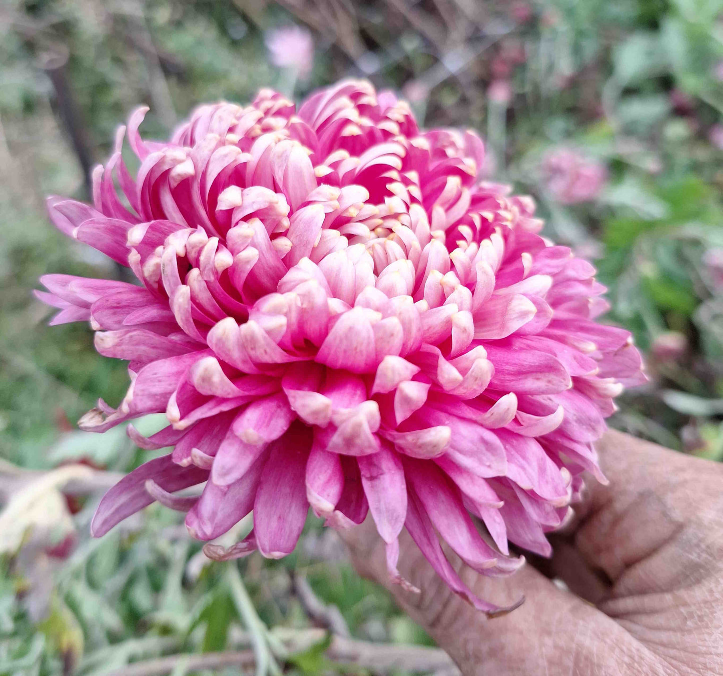 Chrysanthemum "Brighton Purple"