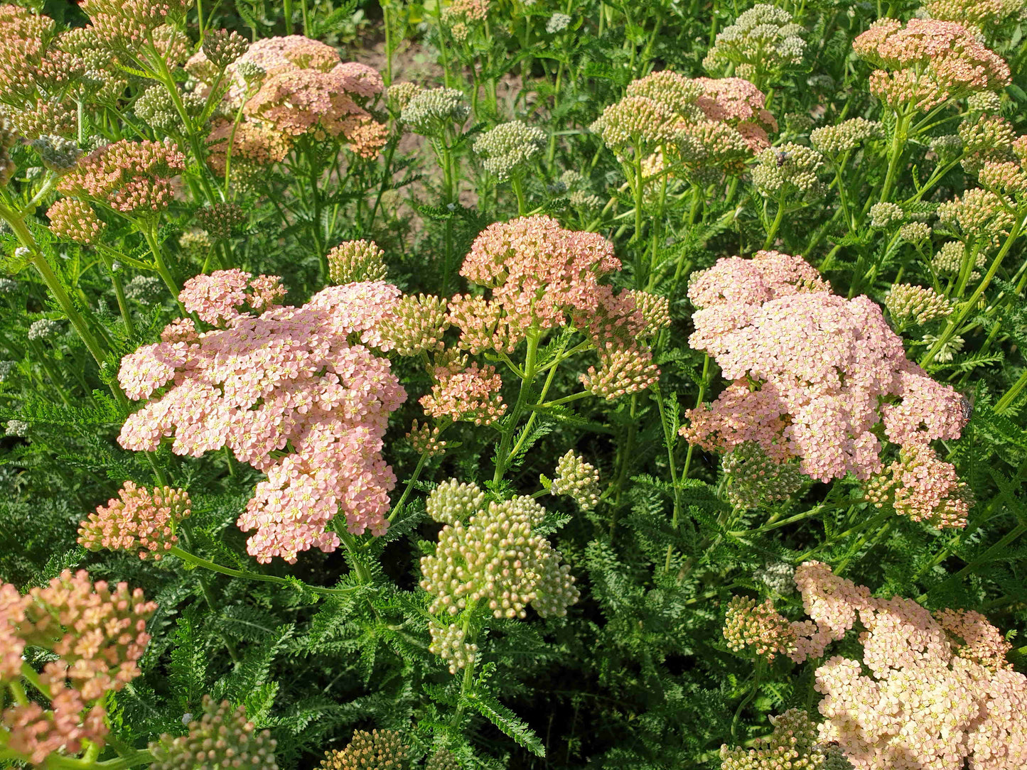 Achillea "Chiemseesonne"