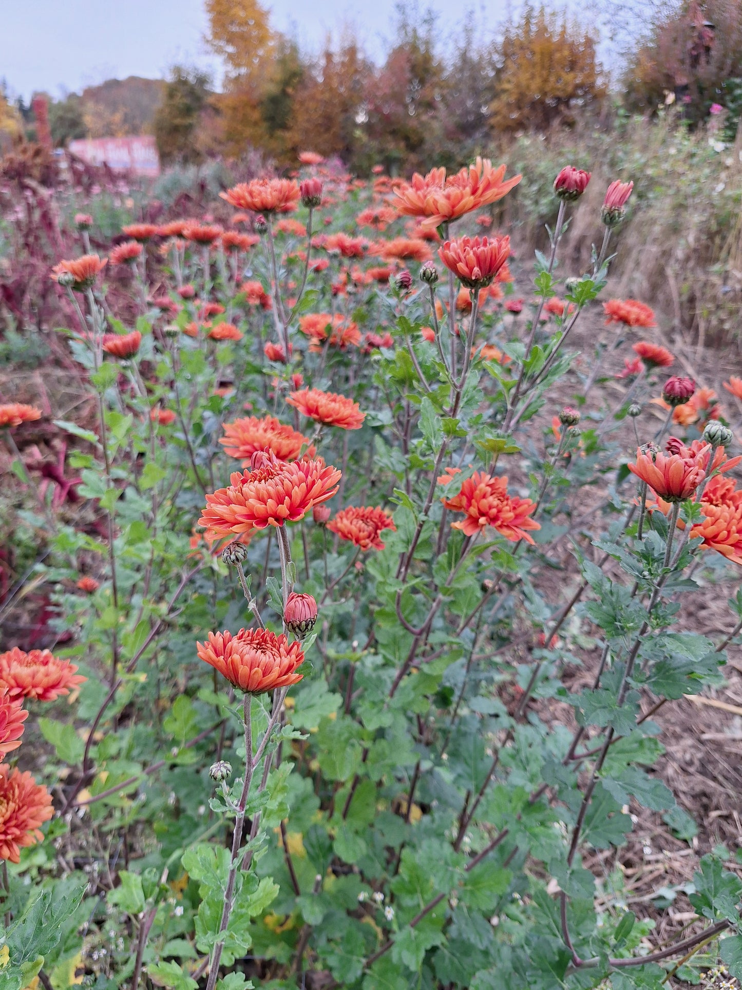 Chrysanthemum "Copper Gem" 5 Stecklinge - 5 Stecklinge BIO