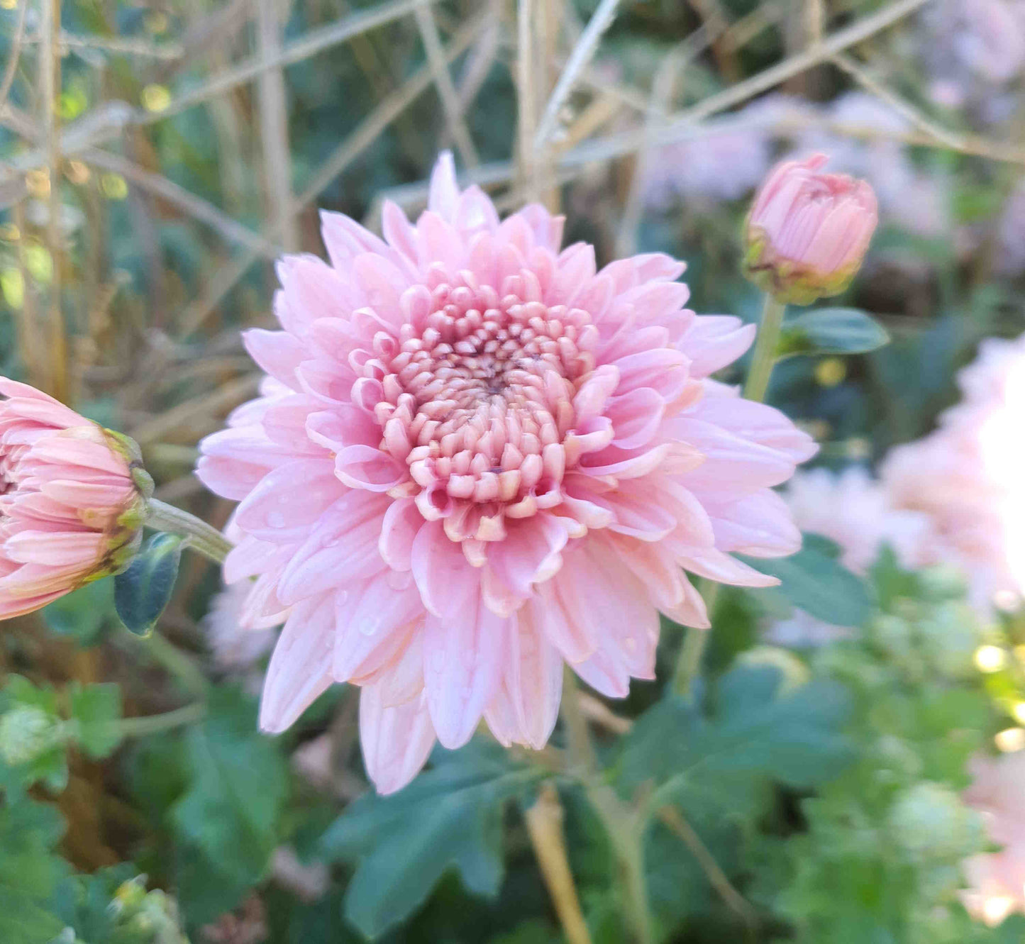 Chrysanthemum "Munich Pink" - 5 Stecklinge BIO