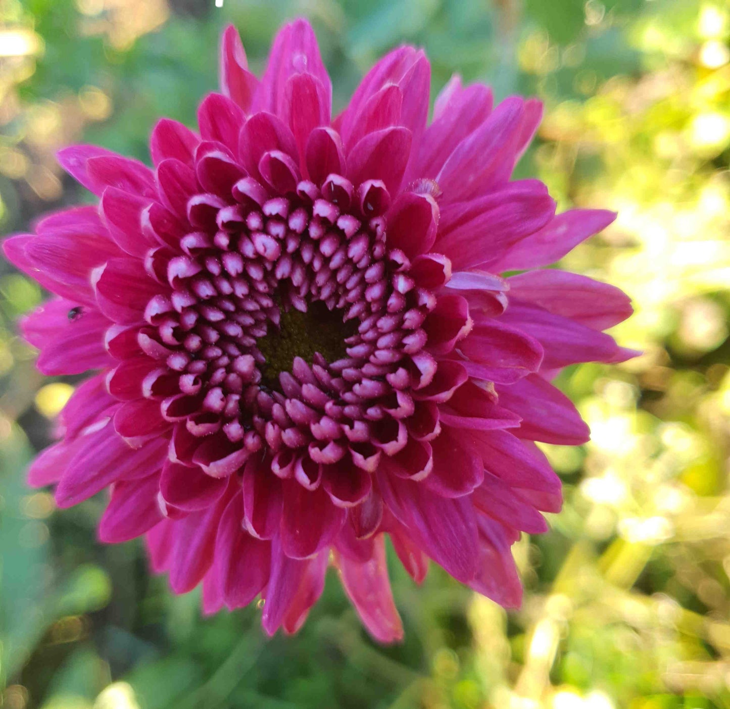Chrysanthemum "Munich Purple"