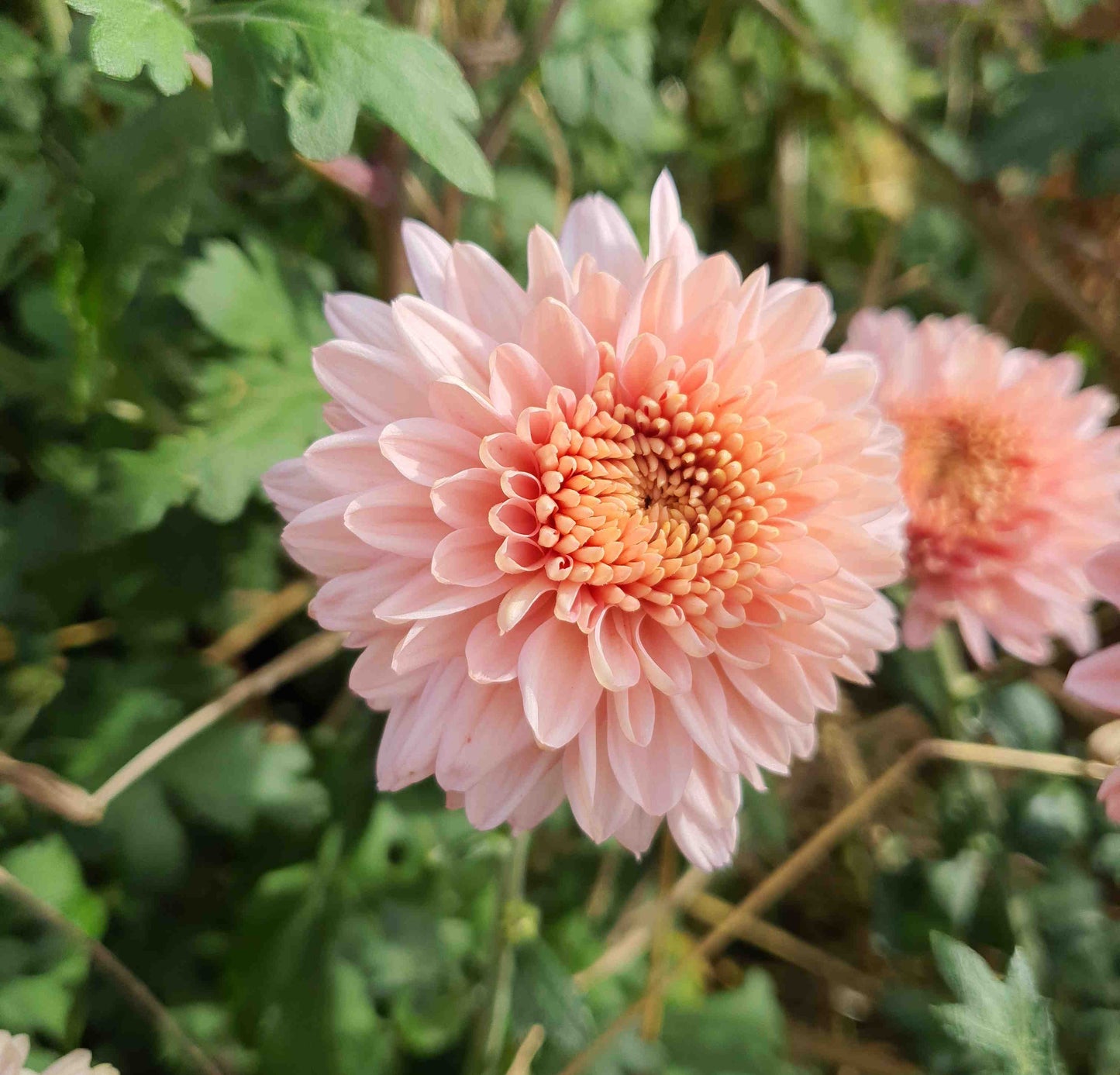 Chrysanthemum "Munich Rose"