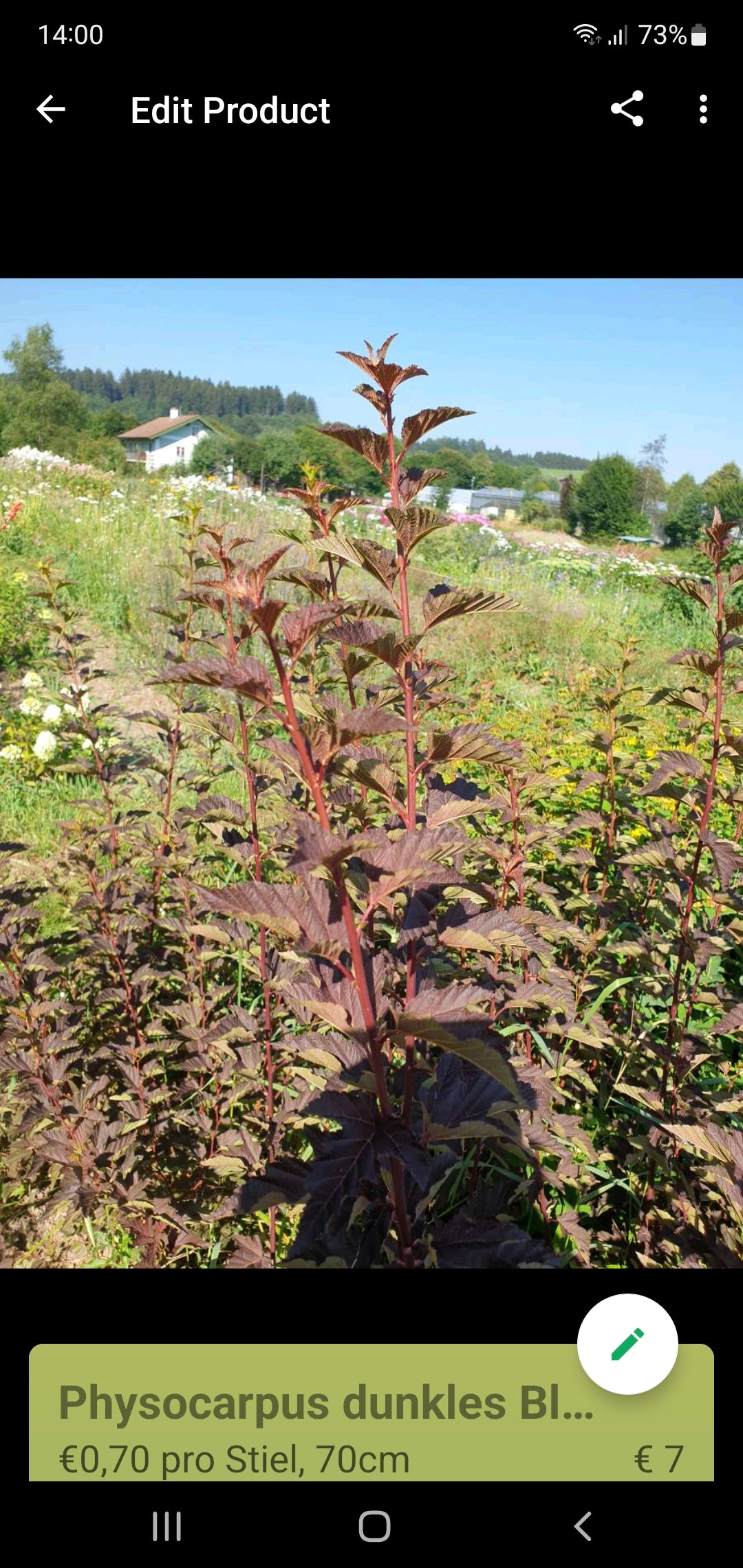 Physocarpus Diablo
