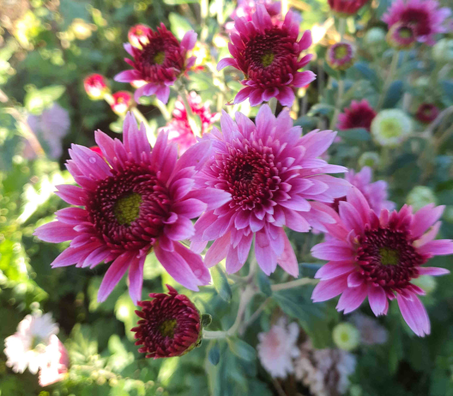 Chrysanthemum "Swedish Purple"
