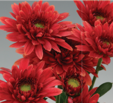Chrysanthemum "Swedish Red"