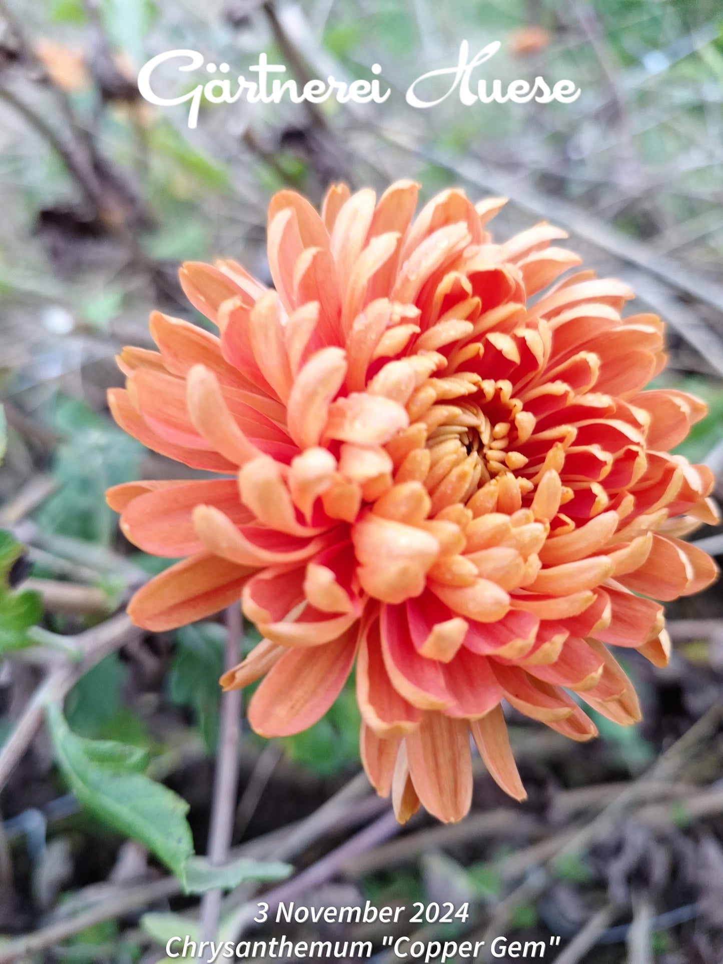 Chrysanthemum "Copper Gem"
