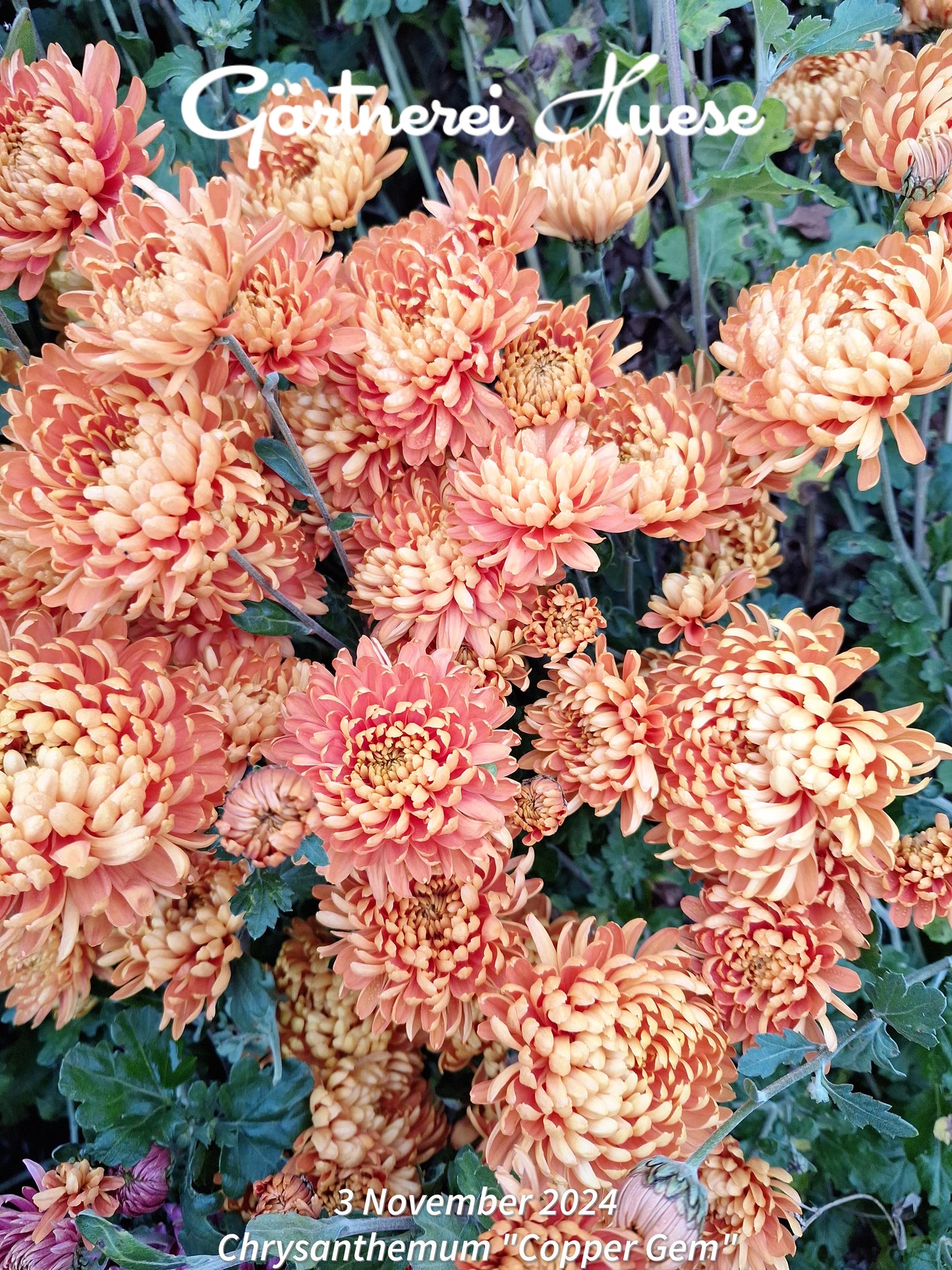 Chrysanthemum "Copper Gem"