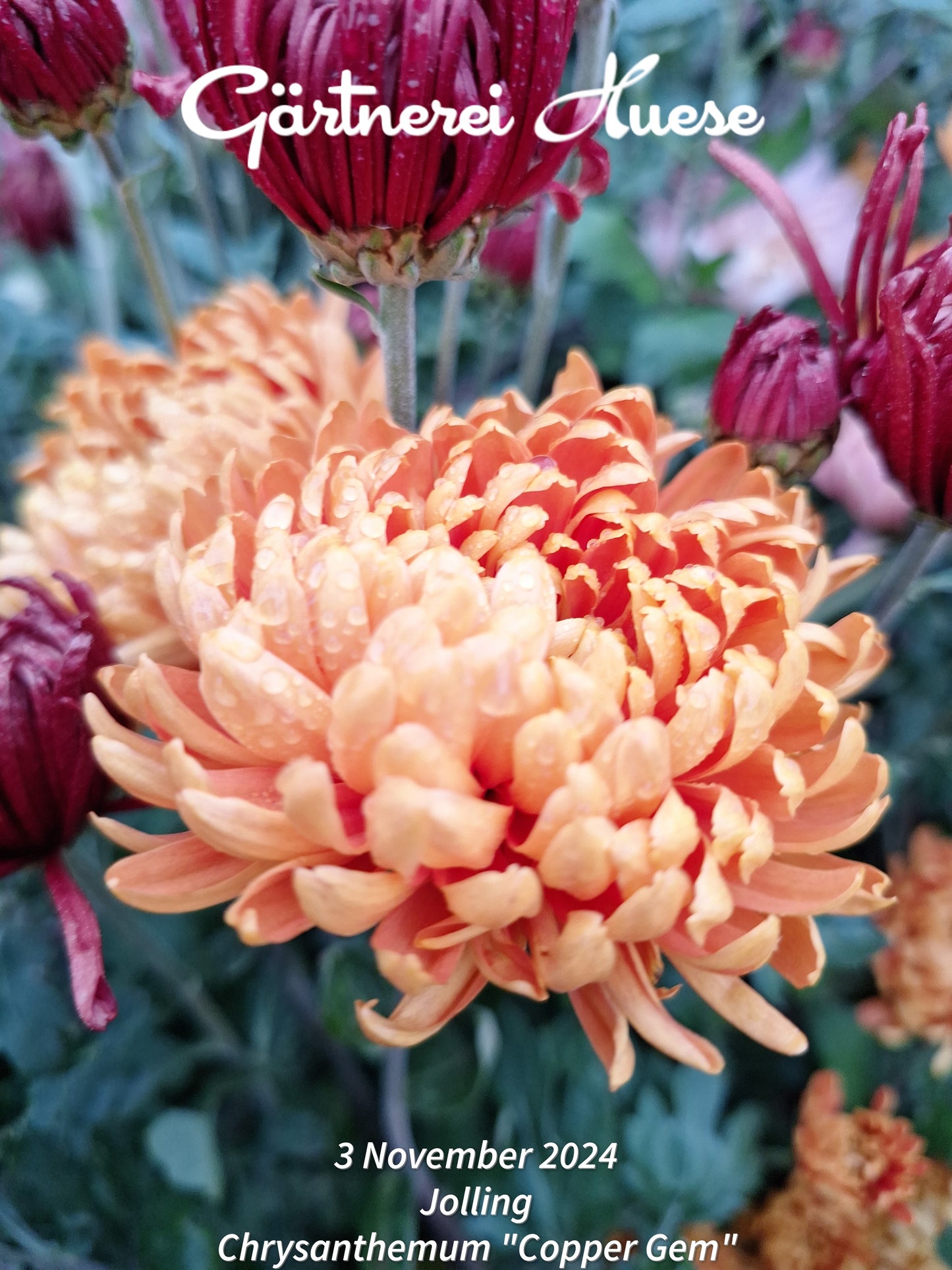 Chrysanthemum "Copper Gem"
