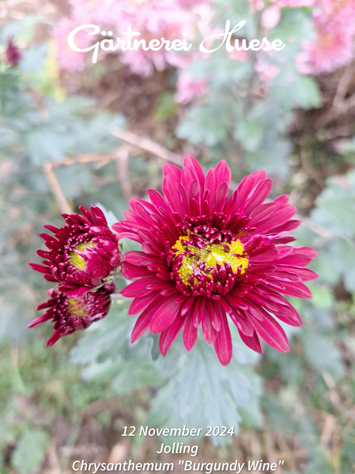 Chrysanthemum "Burgundy Wine"