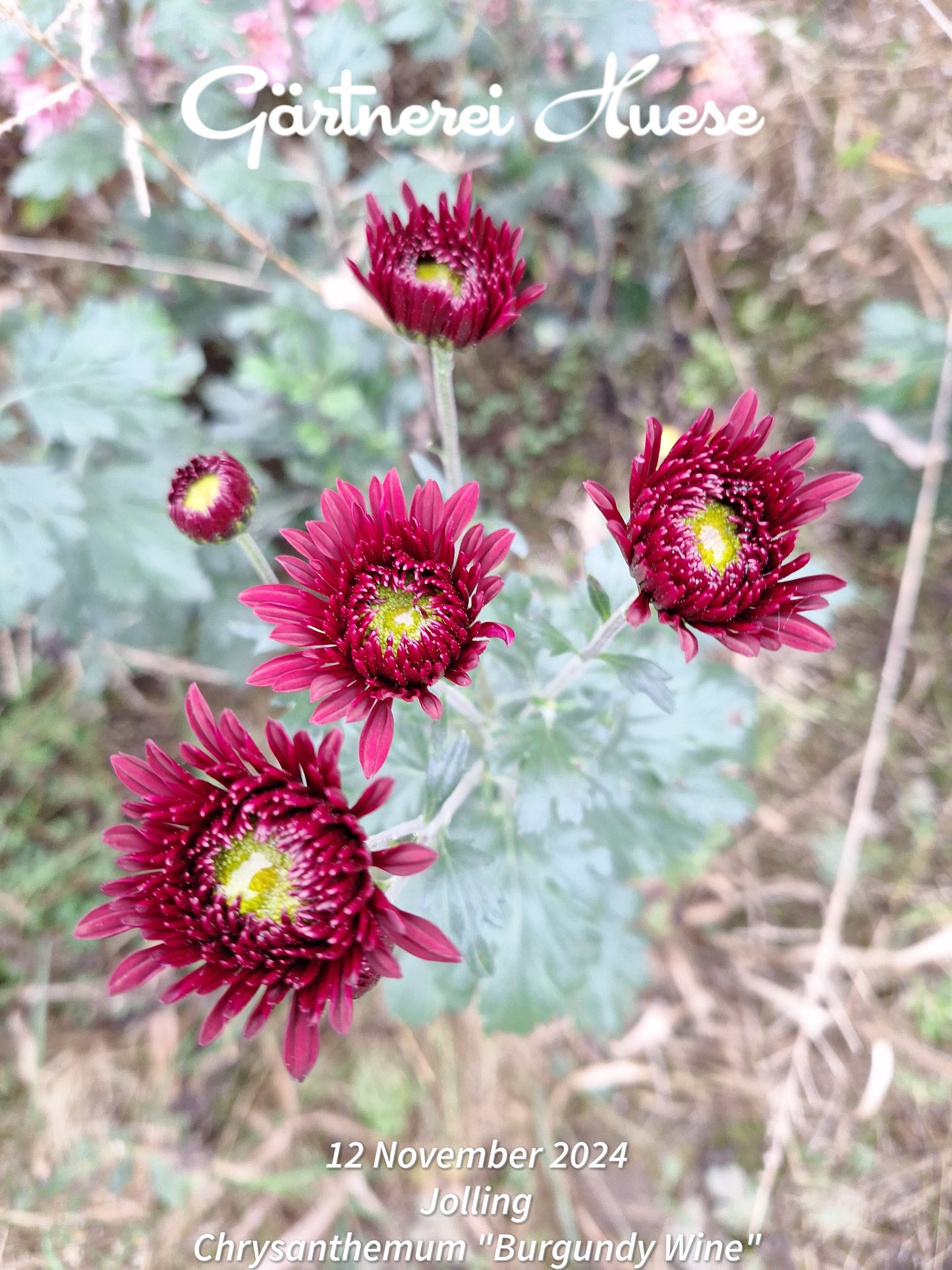 Chrysanthemum "Burgundy Wine"