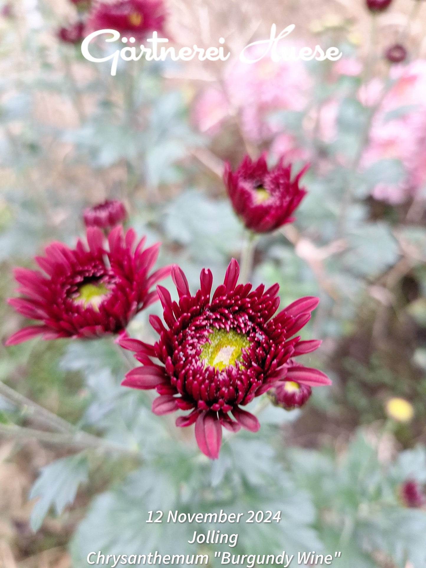 Chrysanthemum "Burgundy Wine"