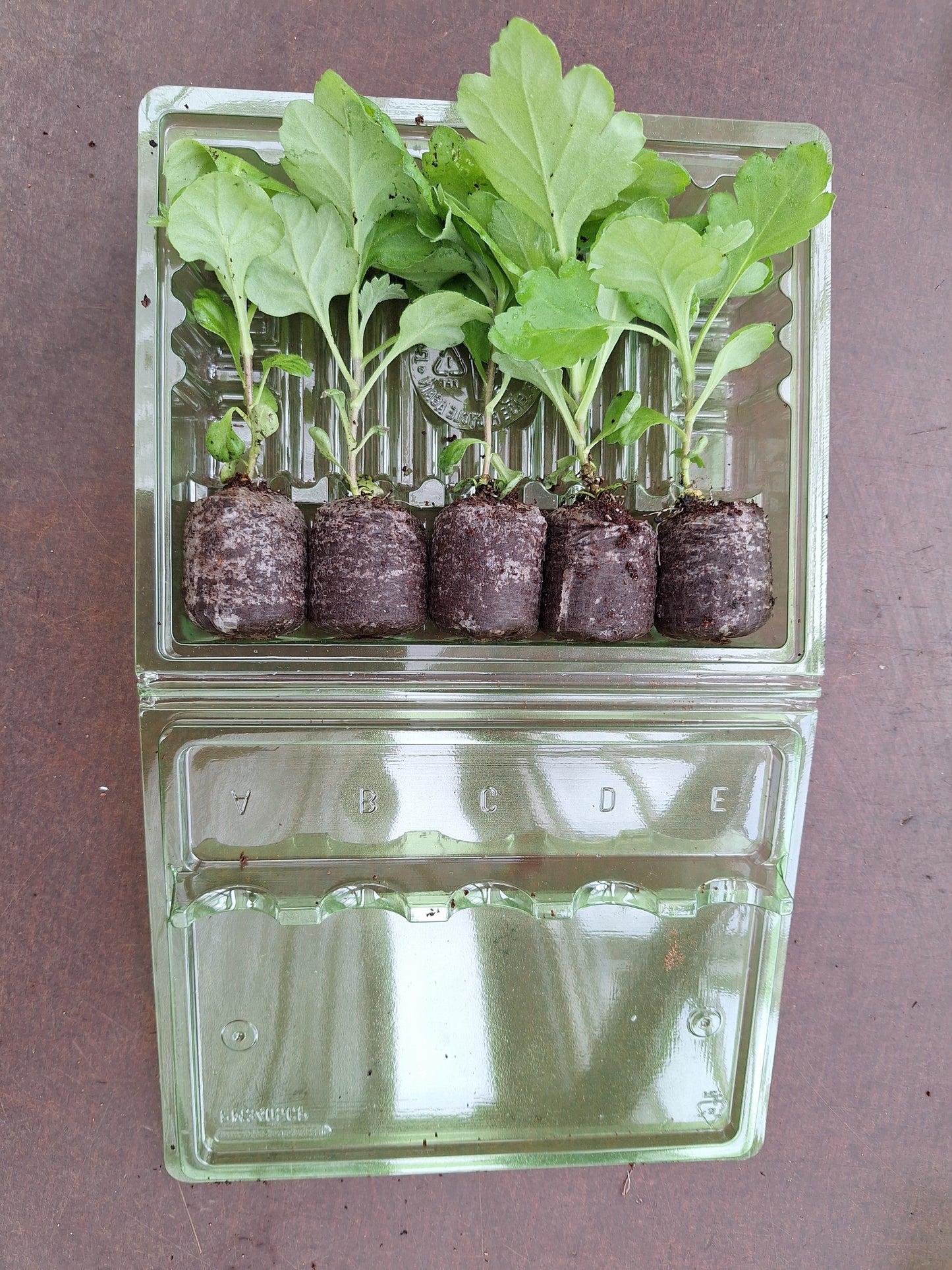 Chrysanthemum "Toscana" - 5 Stecklinge BIO