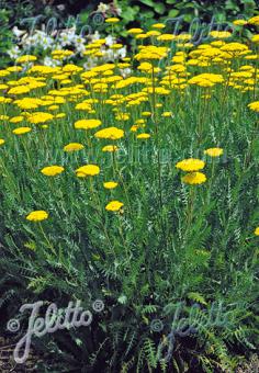 Achillea "Parker's Variety"
