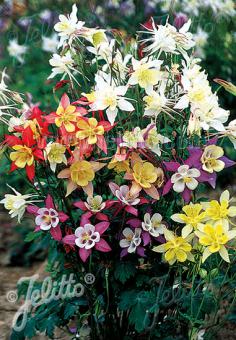 Aquilegia McKana's Giants