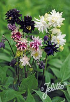 Aquilegia Barlow Choice Mix