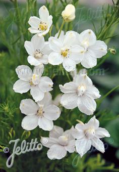 Delphinium White Butterfly