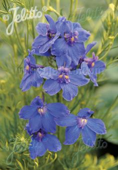Delphinium Blue Butterfly