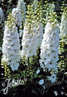 Delphinium Galahad Premium