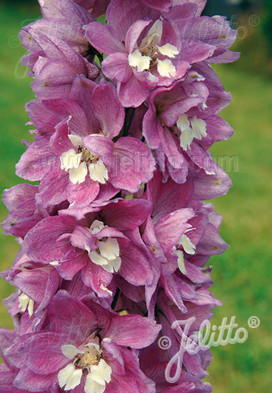 Delphinium Astolat Premium