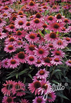 Echinacea Magnus Superior