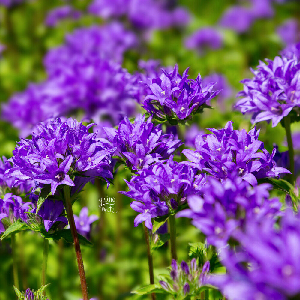 Campanula glomerata Dahurica