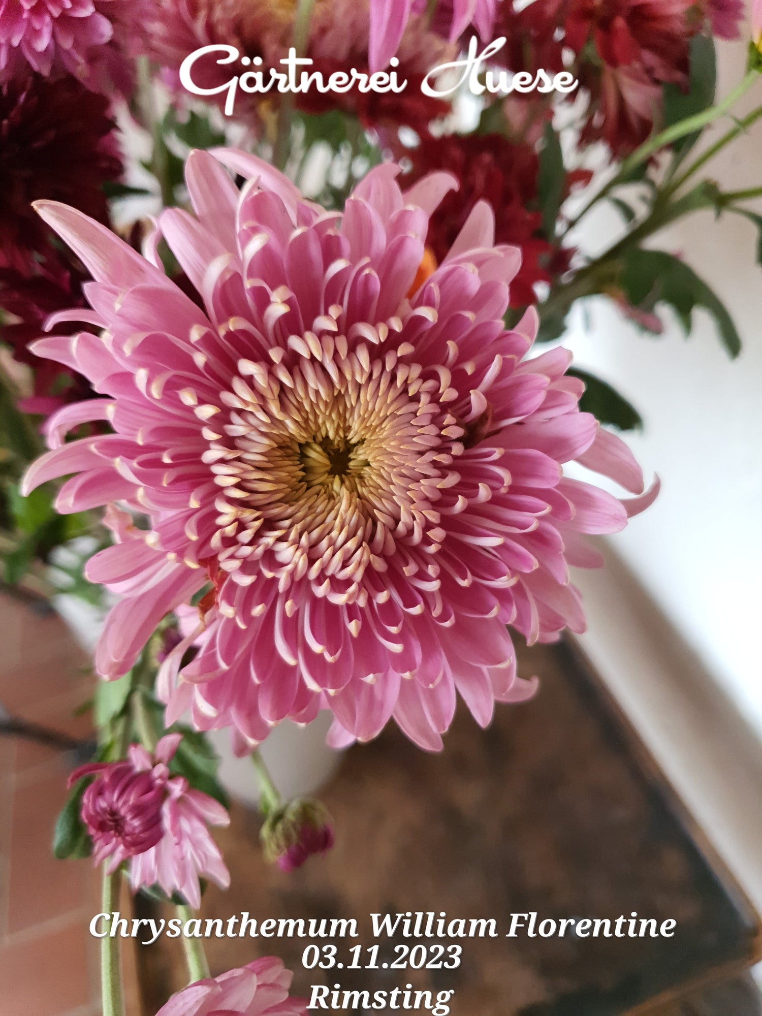 Späte Chrysanthemen - Stecklinge