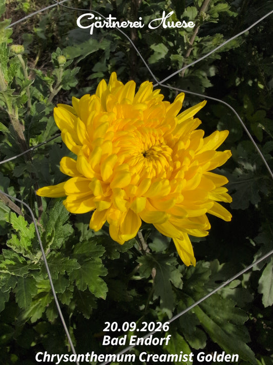 Chrysanthemum "Creamist Golden" - 5 Stecklinge BIO