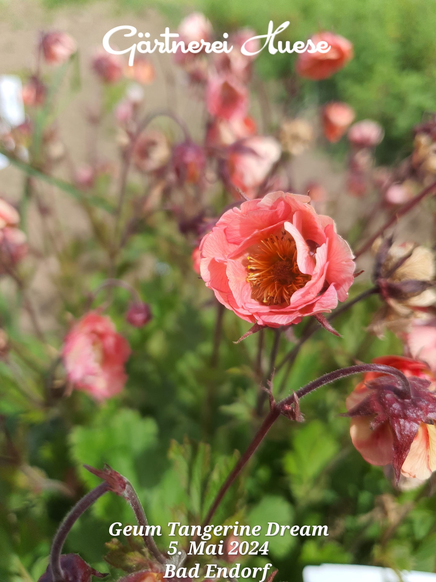 Geum "Tangerine Dream"