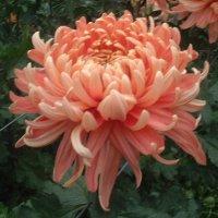 Chrysanthemum "Aldora Salmon" 5 Stecklinge BIO