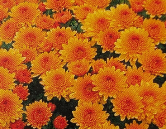 Chrysanthemum "Apricot Journey" 5 Stecklinge BIO