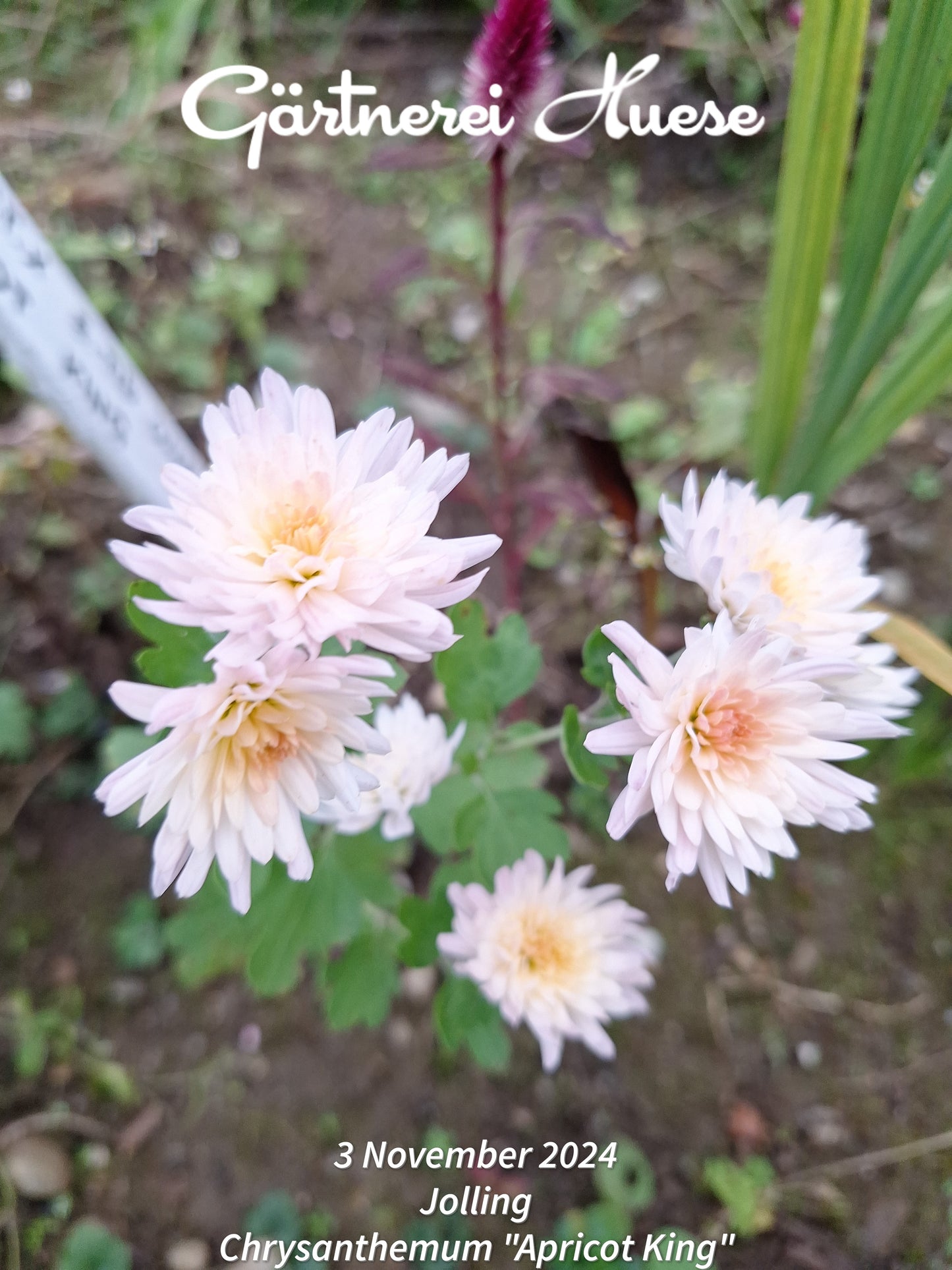 Chrysanthemum "Apricot King" - 5 Stecklinge BIO