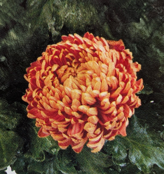 Chrysanthemum "Arthur Pendragon" 5 Stecklinge BIO