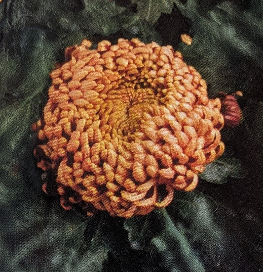 Chrysanthemum "Banbridge" 5 Stecklinge BIO