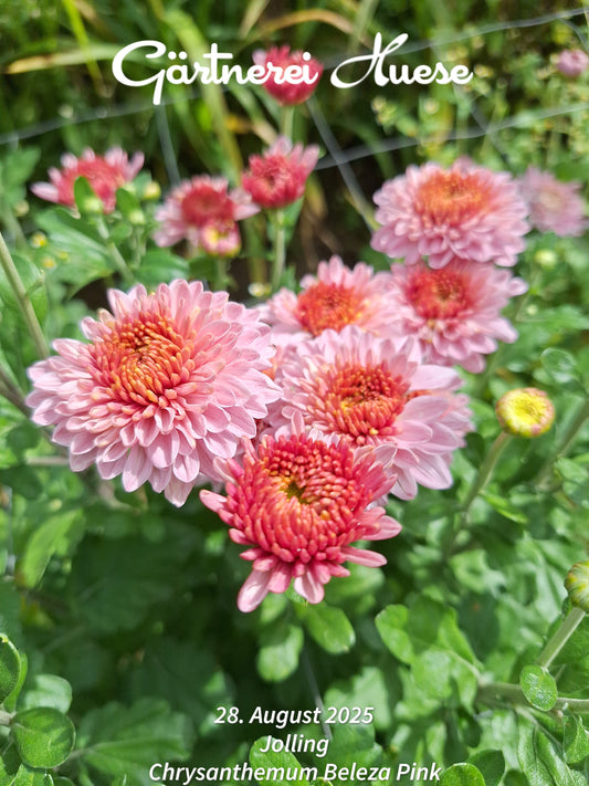 Chrysanthemum "Beleza Pink" 5 Stecklinge BIO
