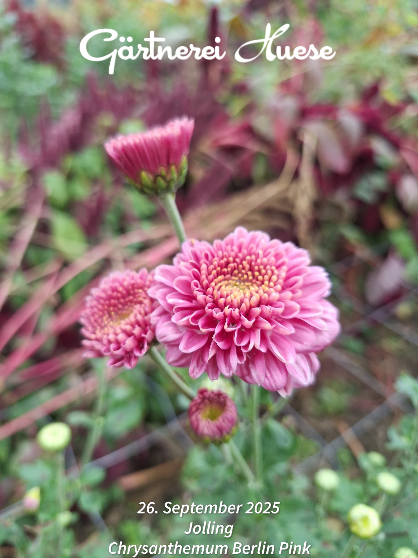 Überraschungs-paket FRÜH - 5 Chrysanthemen-stecklinge BIO